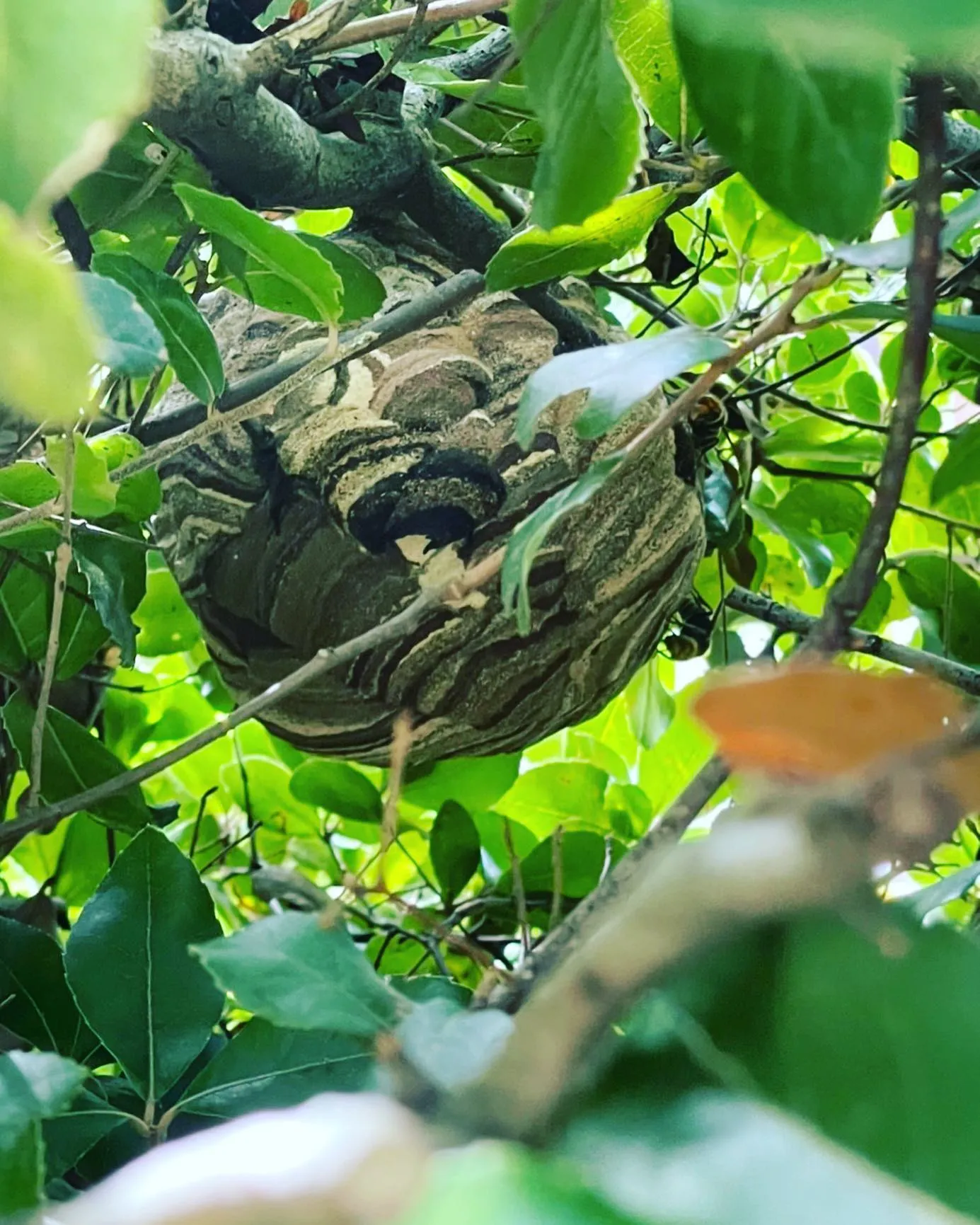 長岡市で生垣の中のスズメバチの巣を駆除してきました。